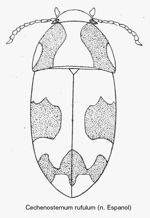 cechenosternum rufulum_hab.gif